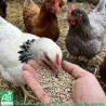 Miettes Cocottes BIO BEYNEL – aliment biologique complet pour poules pondeuses en granulés émiettés