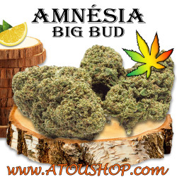 2g - Amnésia Big Bud - CBD...